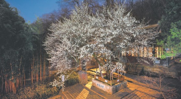 歐陽修手植梅，在瑯琊山花開如雪