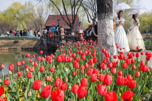 2026南京绿博园郁金香花会启幕 展春日文旅新图景