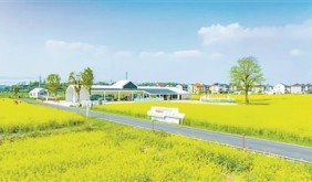 2026杭州油菜花、樱花的 “开花进度条”来了！