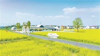 2026杭州油菜花、櫻花的 “開花進(jìn)度條”來了！