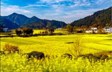 乡村赏花游点燃“春日经济”