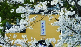 南京城今年將迎來較長櫻花花期