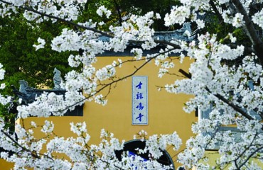 南京城今年将迎来较长樱花花期