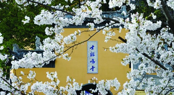 南京城今年將迎來較長(zhǎng)櫻花花期