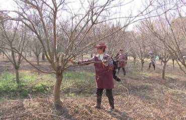 宣堡镇：千亩鸡爪槭春管正当时