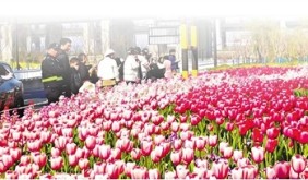 杭城綠化帶何以“出圈”?