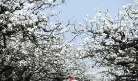 第31屆碭山梨花節(jié)將于3月29日開幕