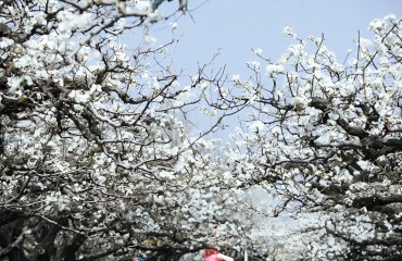 第31届砀山梨花节将于3月29日开幕