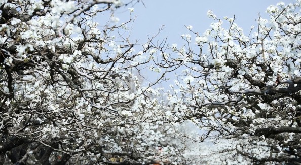 第31届砀山梨花节将于3月29日开幕