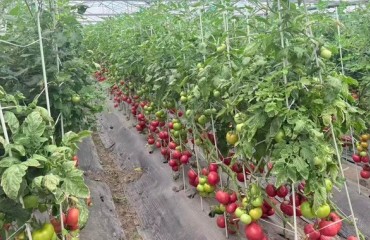 在浙江，一颗番茄有多大的撬动力？