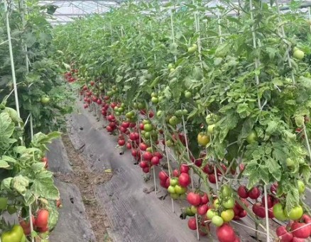 在浙江，一颗番茄有多大的撬动力？