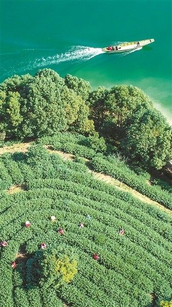 農業(yè)躍遷 “淳”啟共富新征程