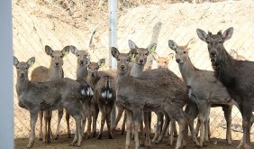 旌德山鄉(xiāng)聽鹿鳴