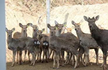 旌德山鄉(xiāng)聽(tīng)鹿鳴
