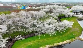 固鎮(zhèn)第四屆櫻花季將于3月28日浪漫啟幕