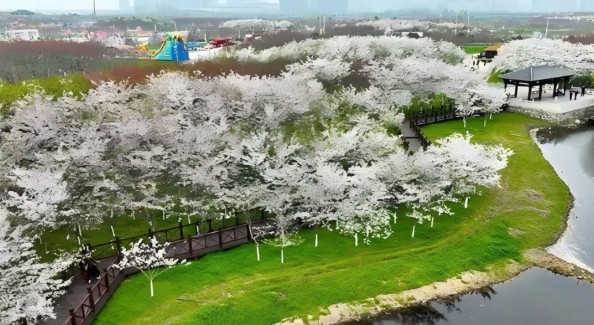 固鎮(zhèn)第四屆櫻花季將于3月28日浪漫啟幕