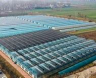 從省委一號(hào)文件解碼安徽“三農(nóng)”工作新打法