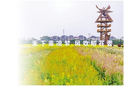 彩色油菜花盛放 刷新春日限定浪漫