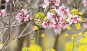 上海桃花節(jié)：推300多場文旅活動