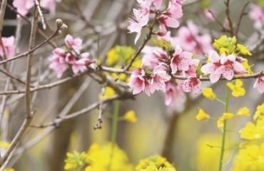 上海桃花节：推300多场文旅活动