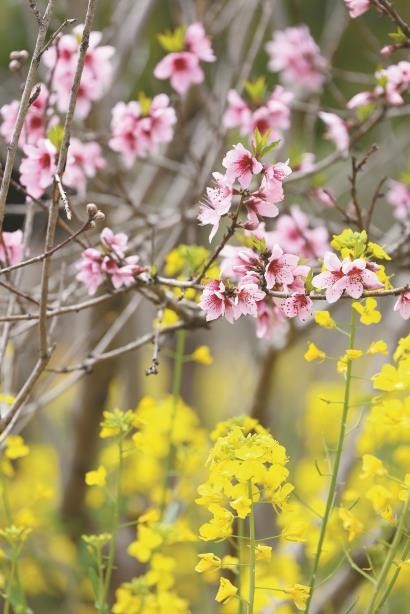 上海桃花節(jié)：推300多場文旅活動(dòng)