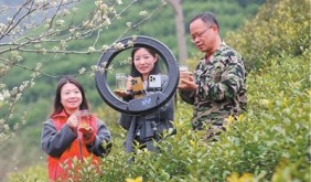 浙江德清：老茶園吐“新”芽