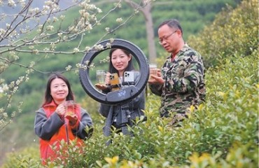 浙江德清：老茶园吐“新”芽