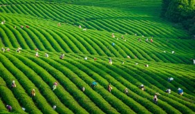 品茶香、享春假、看球賽 慢城宜興邀您共赴春日之約