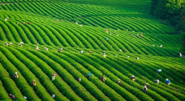 品茶香、享春假、看球賽 慢城宜興邀您共赴春日之約