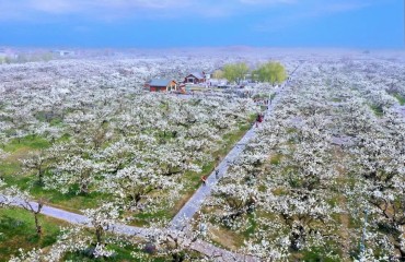 第31届砀山梨花节开幕