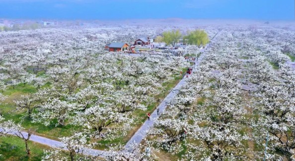 第31屆碭山梨花節(jié)開幕