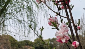 追花金陵，赴一场繁花与古都的邂逅