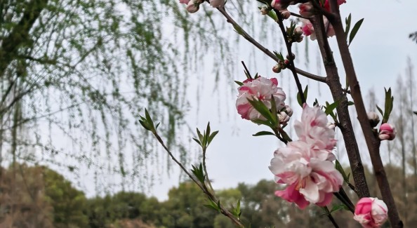 追花金陵，赴一場繁花與古都的邂逅