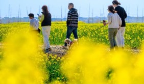 春假赴錦溪|一橋繁花藏詩意，多重福利暖春游
