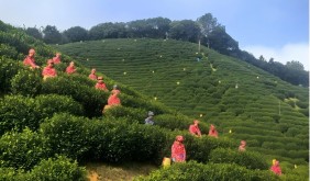 寧國全力打造“皖寧國珍”農(nóng)產(chǎn)品區(qū)域公用品牌