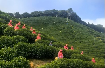 宁国全力打造“皖宁国珍”农产品区域公用品牌