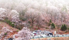 六安：一朵花撬动“文旅+百业”融合密码