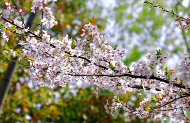 花粉过敏来了 医生支招“甜蜜烦恼”