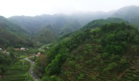 从“一片叶”到“一条链”：六安茶产业的高质量进阶之路