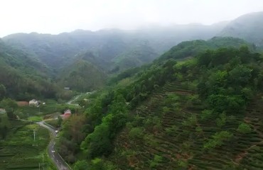 从“一片叶”到“一条链”：六安茶产业的高质量进阶之路