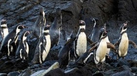 “140年以来最强厄尔尼诺”将至？权威预测：今年发生几成定局，但“超强”尚存变数