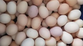 “环保新规致蛋价上涨”？上涨的真正原因是什么