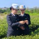 浙茶“隐形冠军”崛起：抹茶出口货值增7.3倍