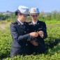 浙茶“隱形冠軍”崛起：抹茶出口貨值增7.3倍