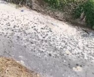 一條溝的“反向閉環(huán)”：徐州黑臭水體事件背后的監(jiān)管空轉(zhuǎn)