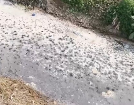 一条沟的“反向闭环”：徐州黑臭水体事件背后的监管空转