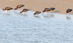 盐城湿地入选首批国家特色生态旅游地