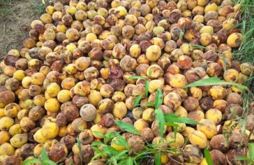在同情心泛濫之前：攀枝花爛桃謠言教會(huì)我們的農(nóng)業(yè)常識(shí)匱乏