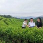今年前4月浙江茶叶出口14.2亿元，占全国总量近四成