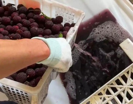 浙江多地紧急抽查杨梅：一场与时间赛跑的食品安全行动